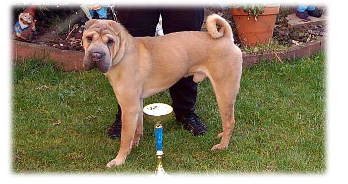 Mushu From sumo's place - 1er excellent - RCACS