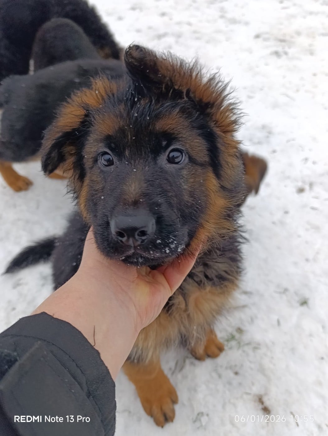 Berger Allemand - Du fosse des pandours