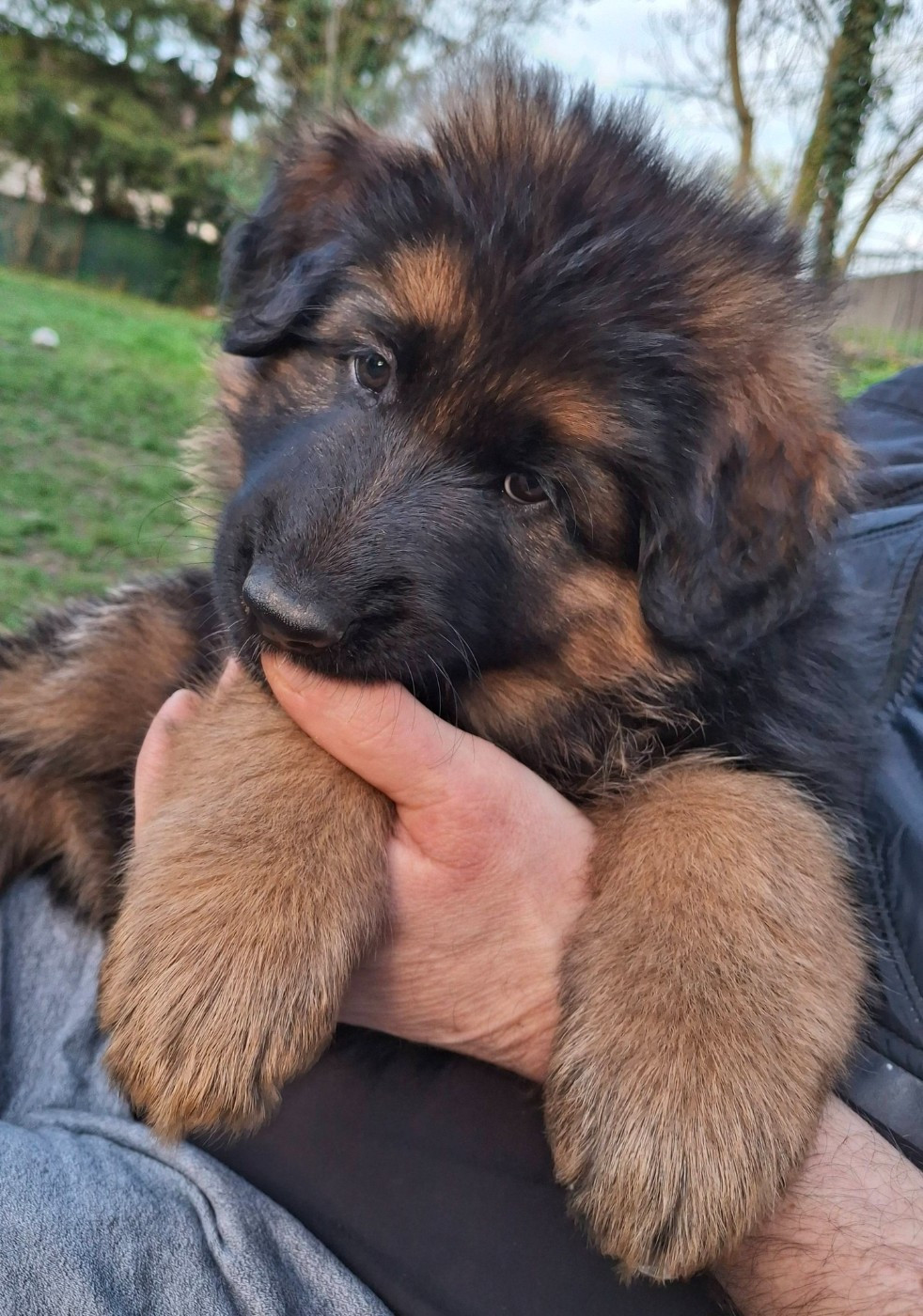 CHIOT 3 - Berger Allemand