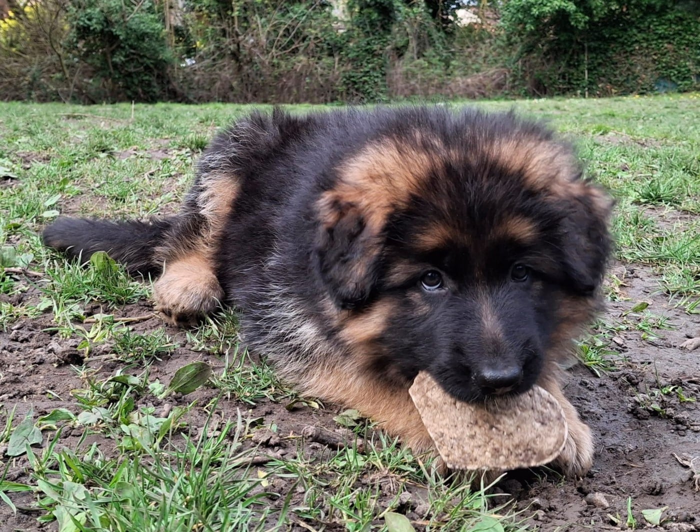 CHIOT 4 - Berger Allemand