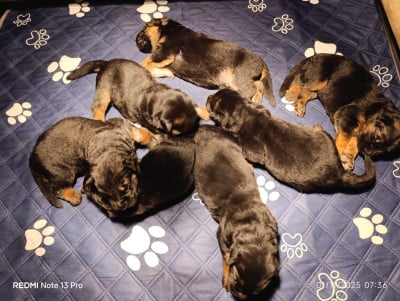 Les chiots de Berger Allemand