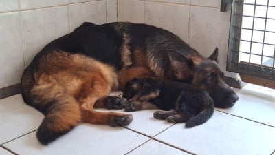 Les chiots de Berger Allemand