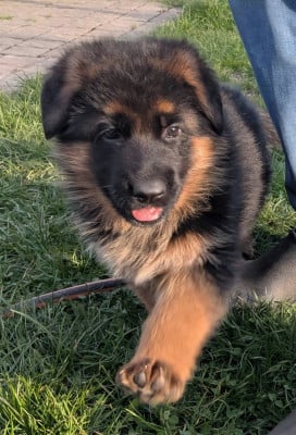 Les chiots de Berger Allemand