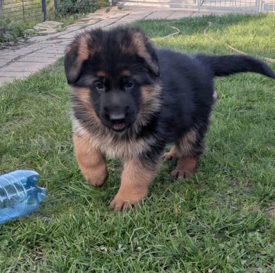 Les chiots de Berger Allemand