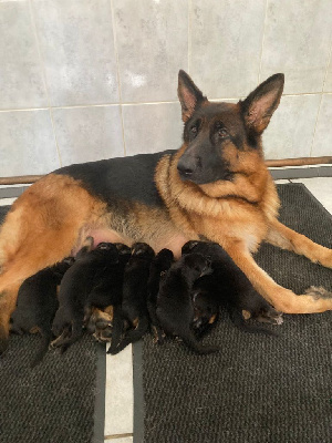 Les chiots de Berger Allemand