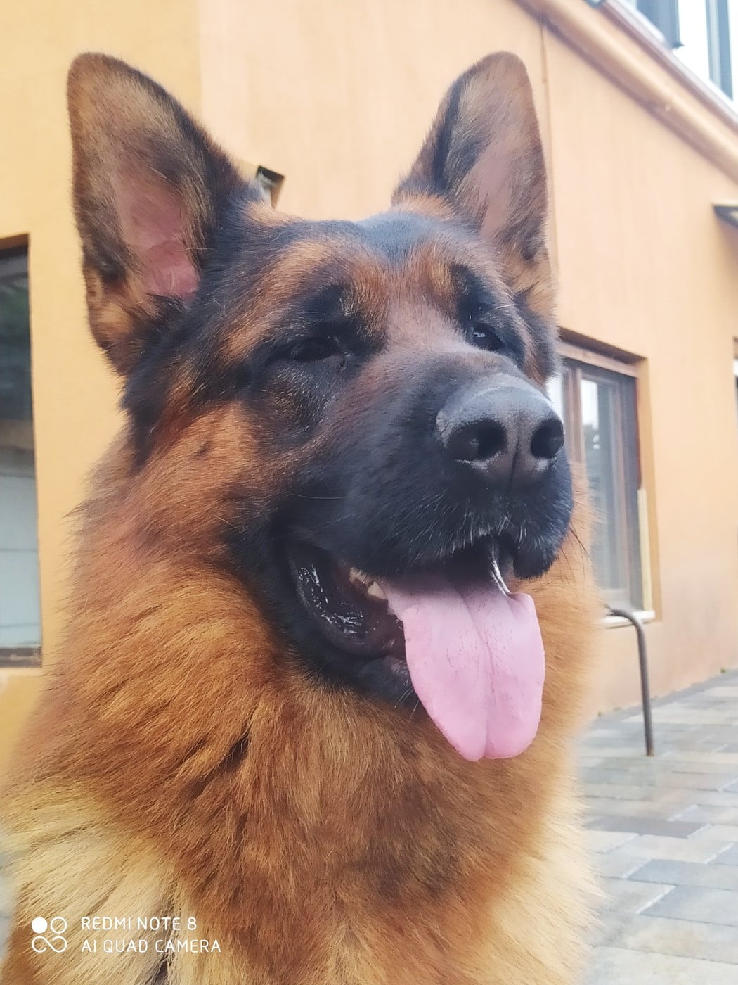 ULKAN berger de la baumasse