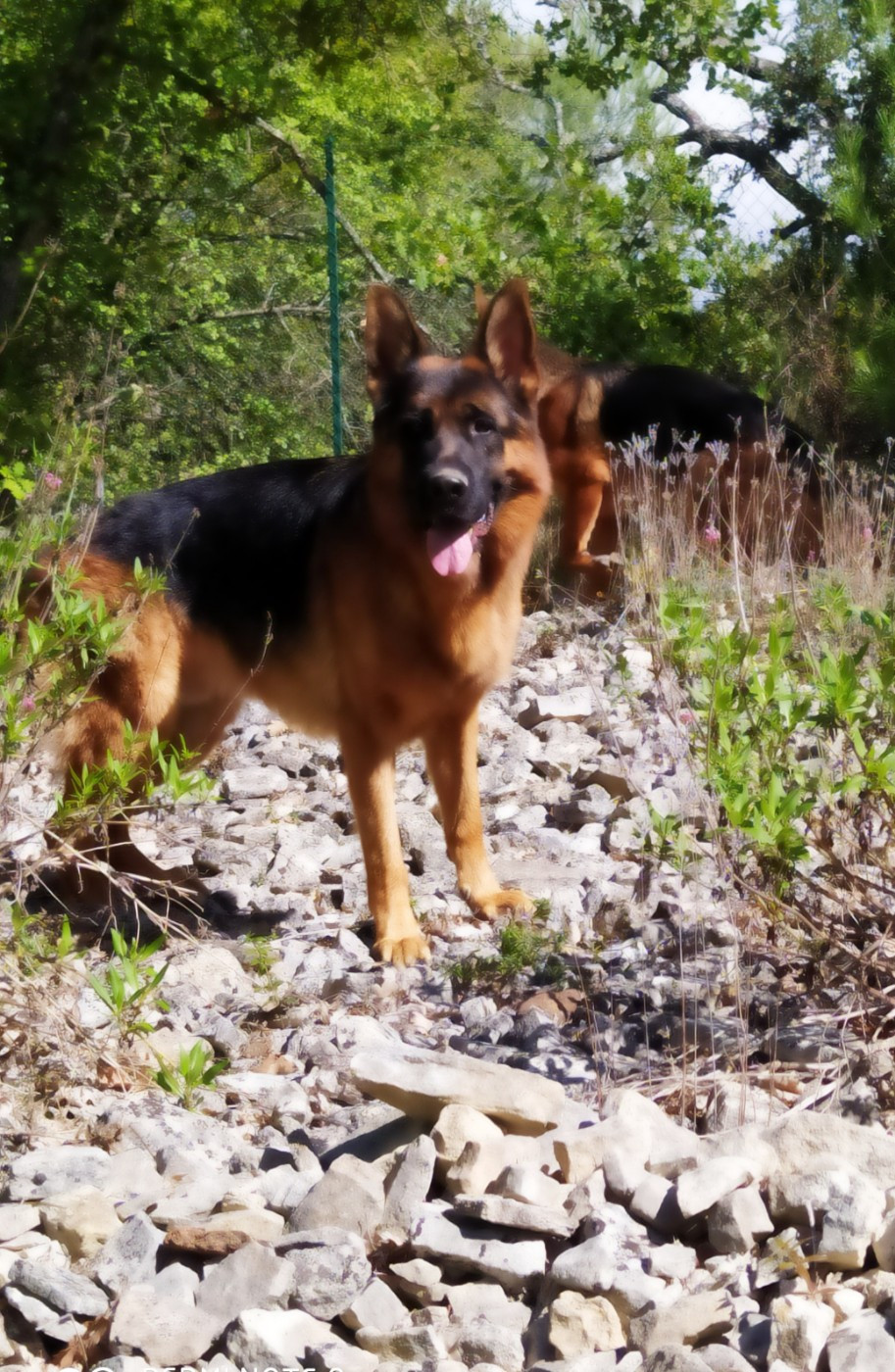 ULKAN berger de la baumasse