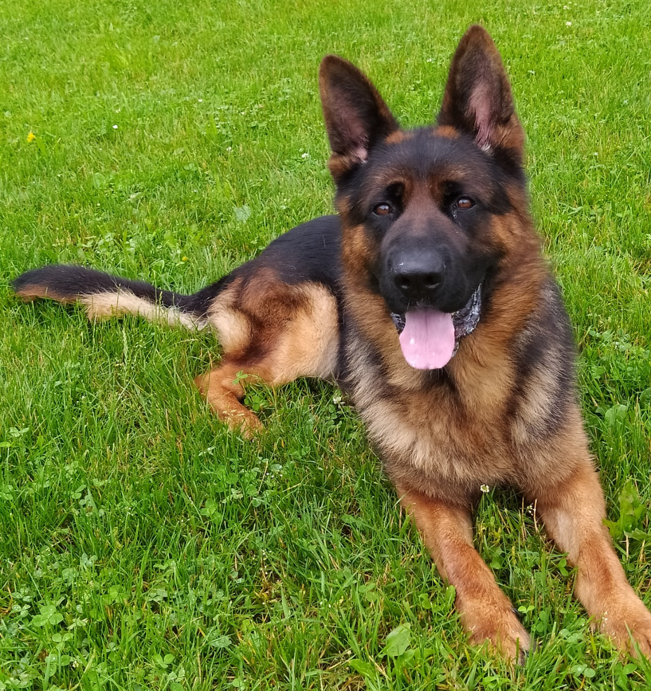 Publication : de La citée des Orchidées Auteur : J-G