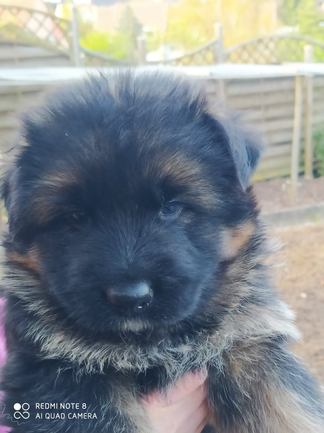 Chiot N°2 - Berger Allemand