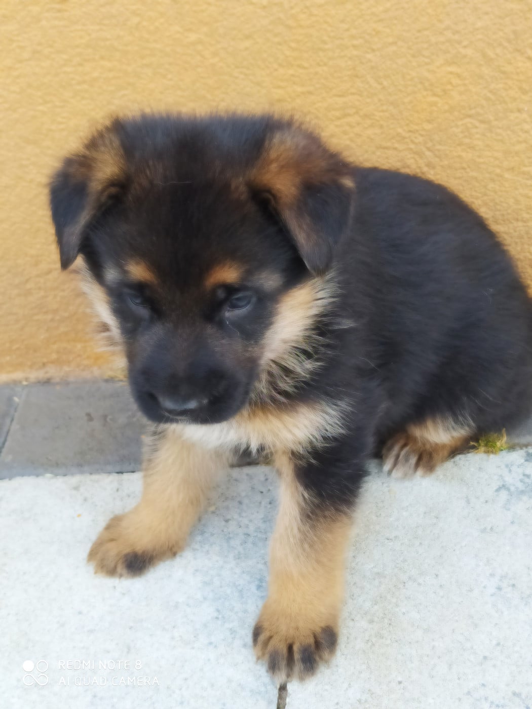 Chiot N°5 - Berger Allemand