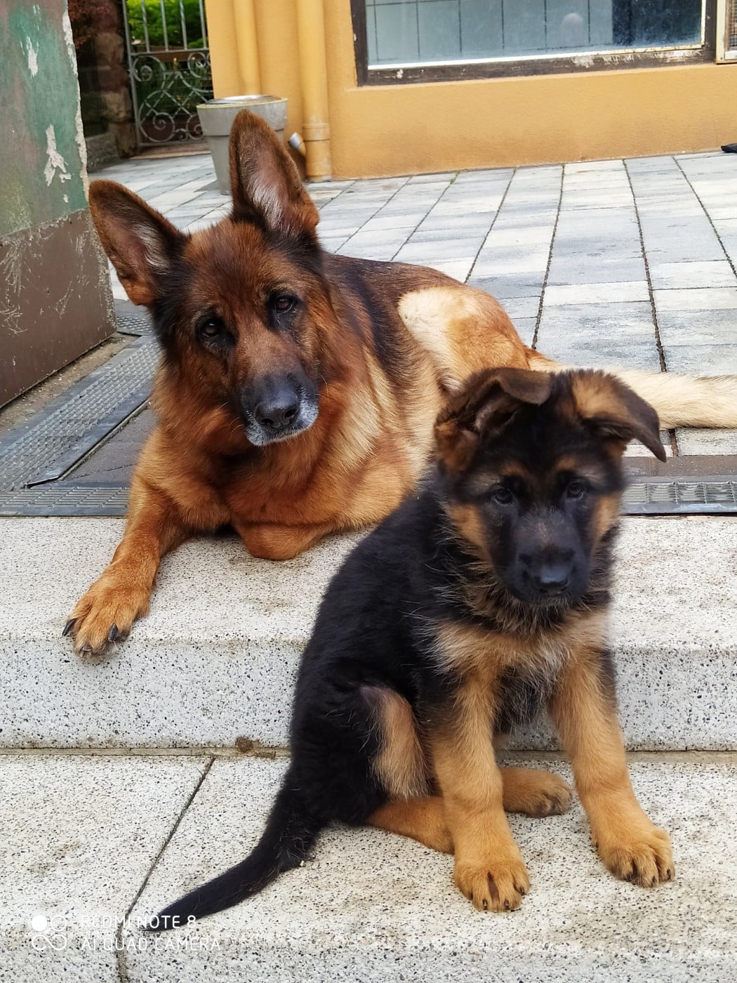 Chiot N°3 - Berger Allemand