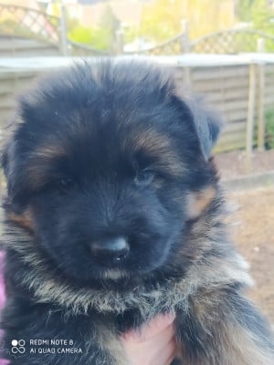 Les chiots de Berger Allemand