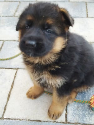 Les chiots de Berger Allemand