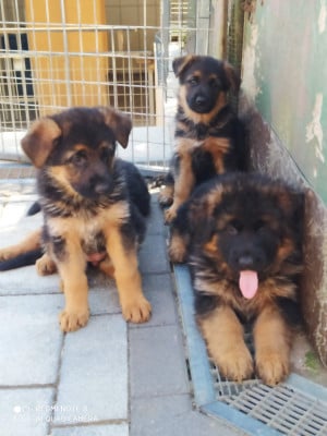 Les chiots de Berger Allemand