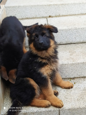 Les chiots de Berger Allemand