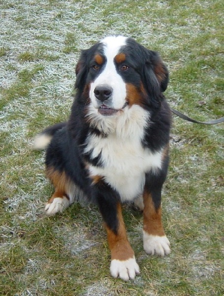 Daisy de L'Hamiau du Mont