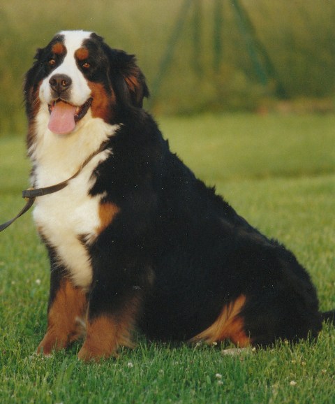 Daisy de L'Hamiau du Mont