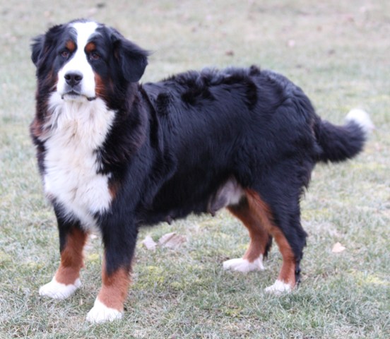 Daisy de L'Hamiau du Mont