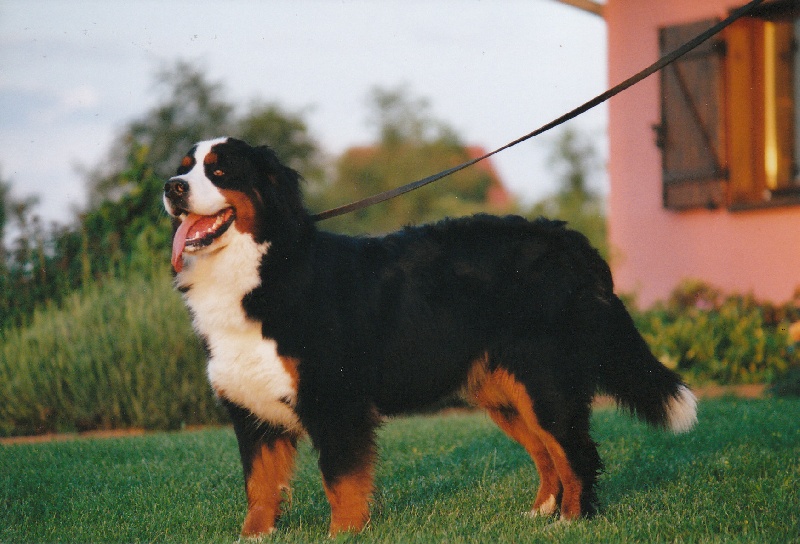 Daisy de L'Hamiau du Mont