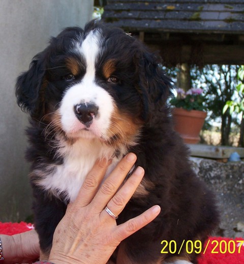 Cooper du hameau des baronnies