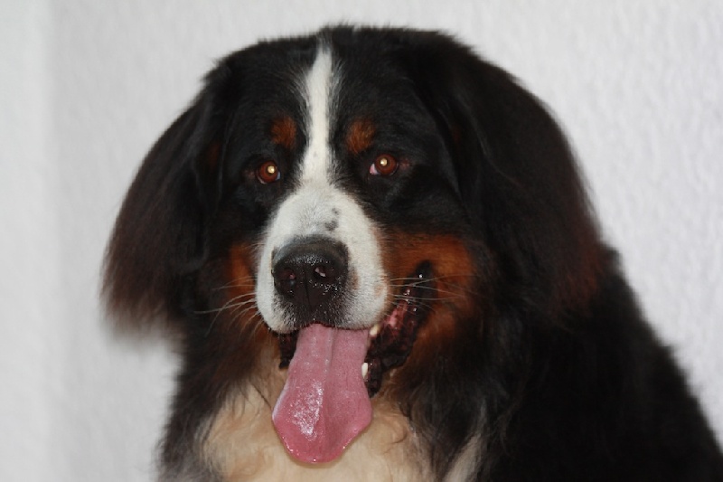 Cooper du hameau des baronnies