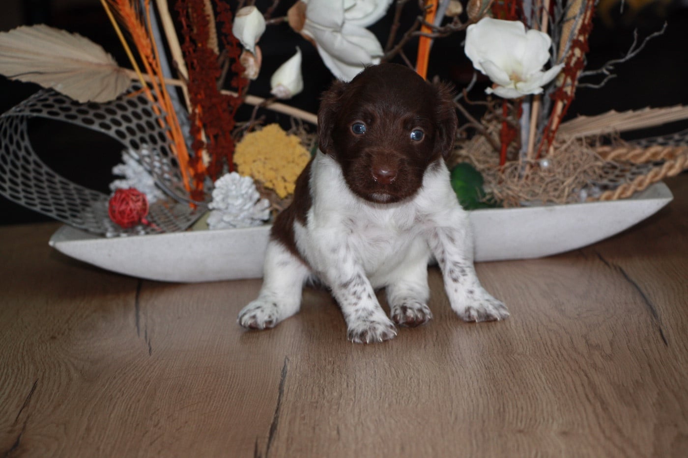 Chiot N°1