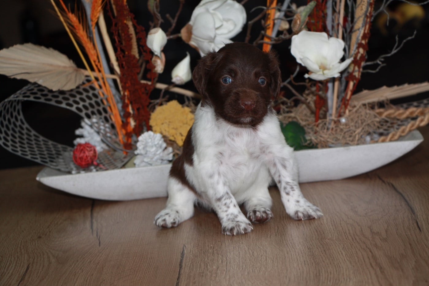 Chiot N°1