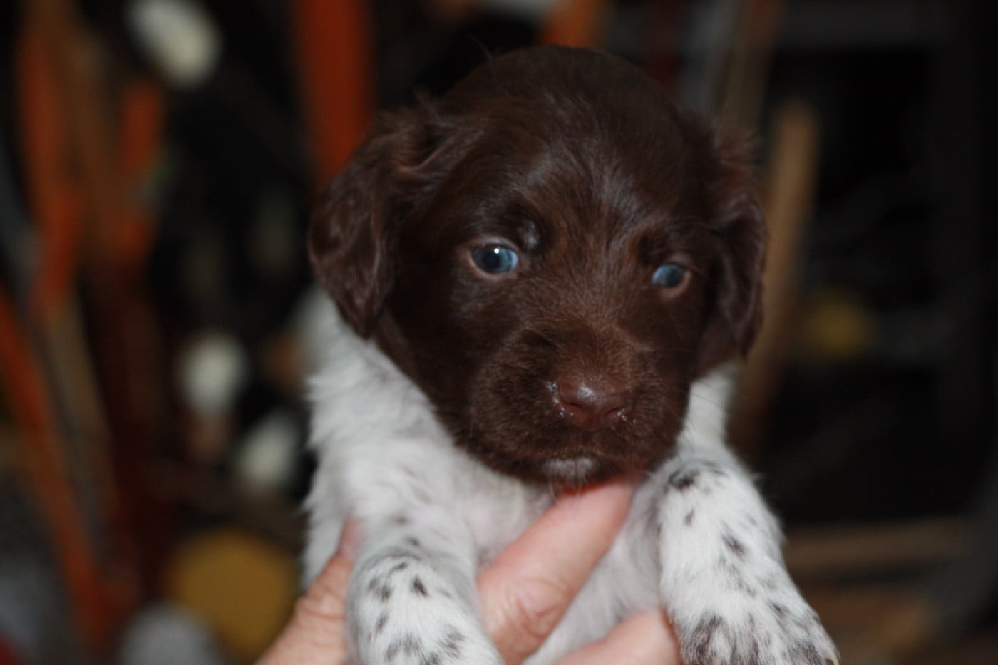 Chiot N°1