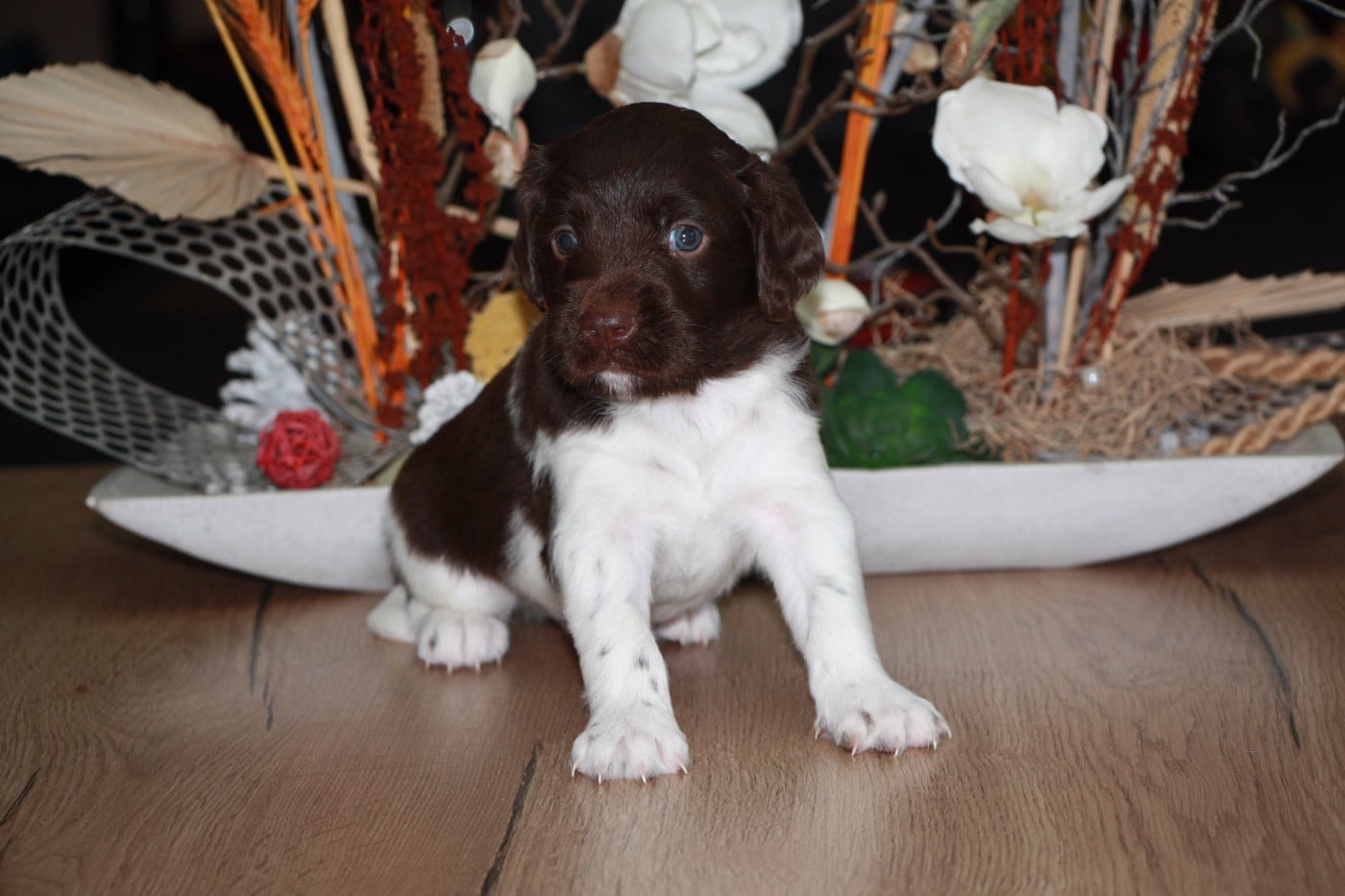 Chiot N°2