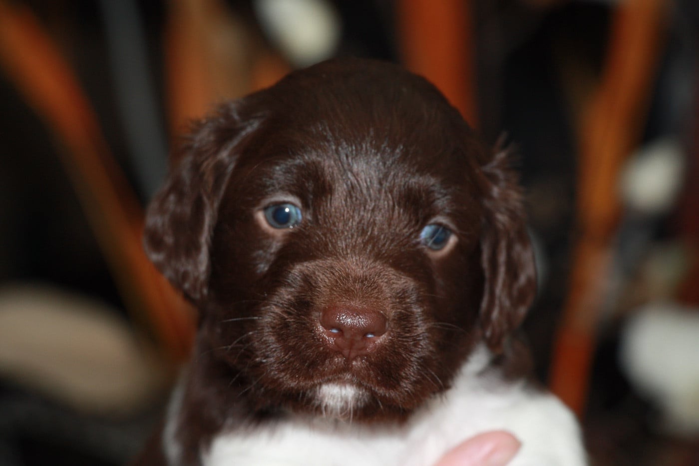 Chiot N°2