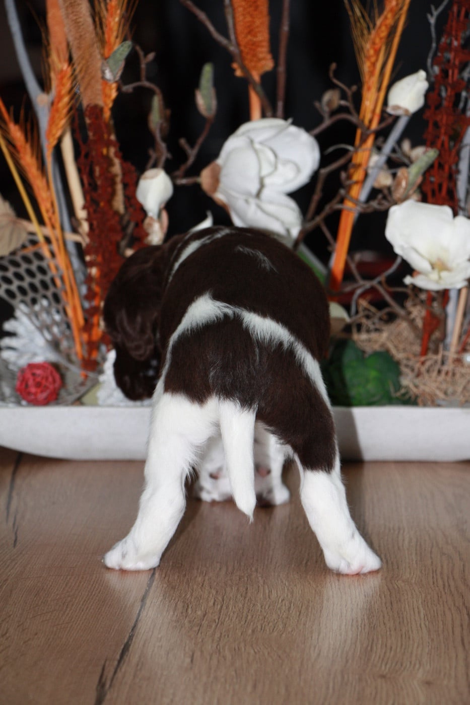 Chiot N°2