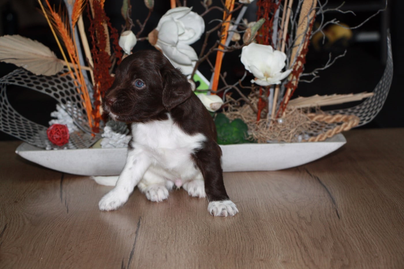 Chiot N°3