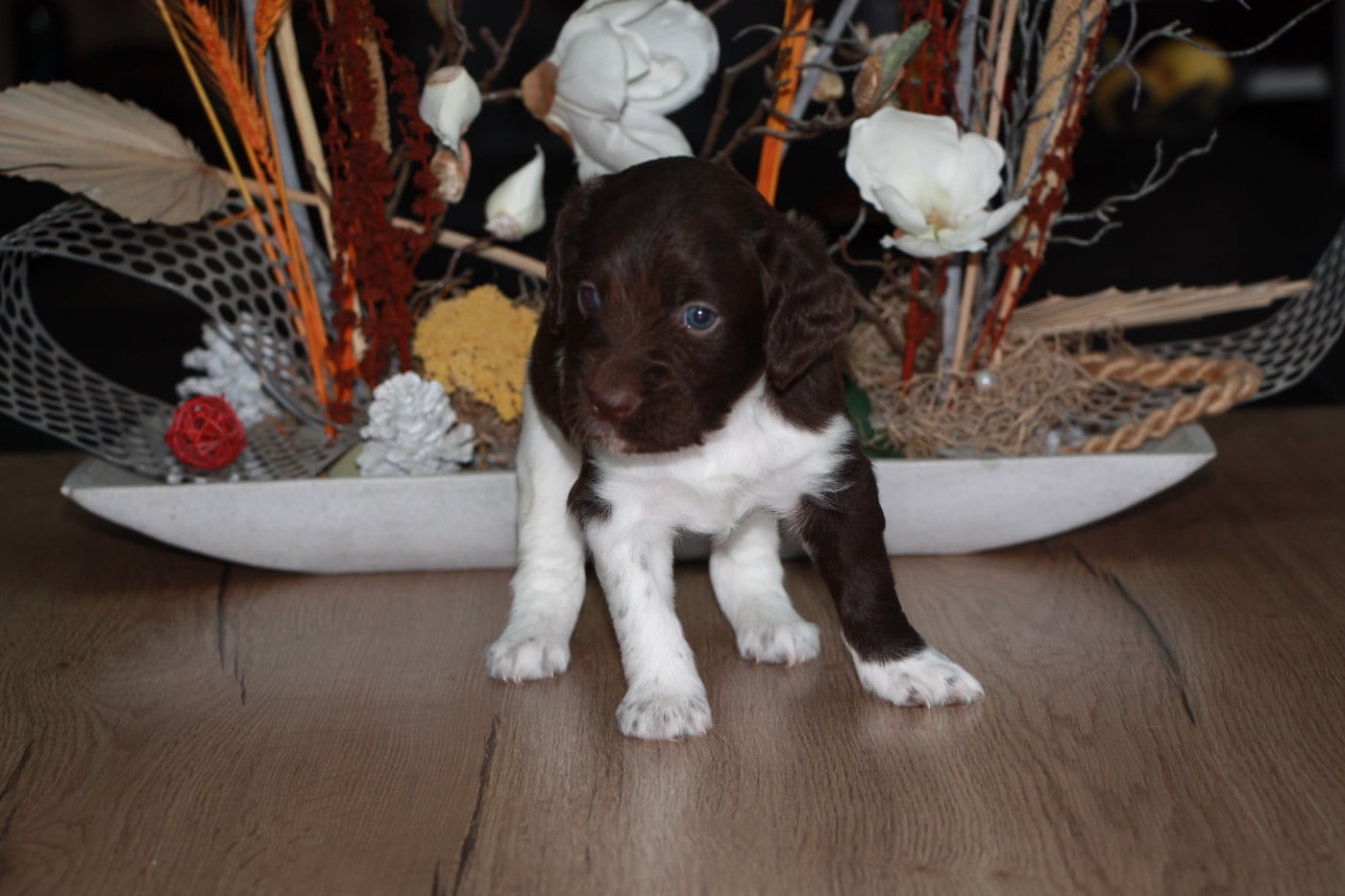 Chiot N°3