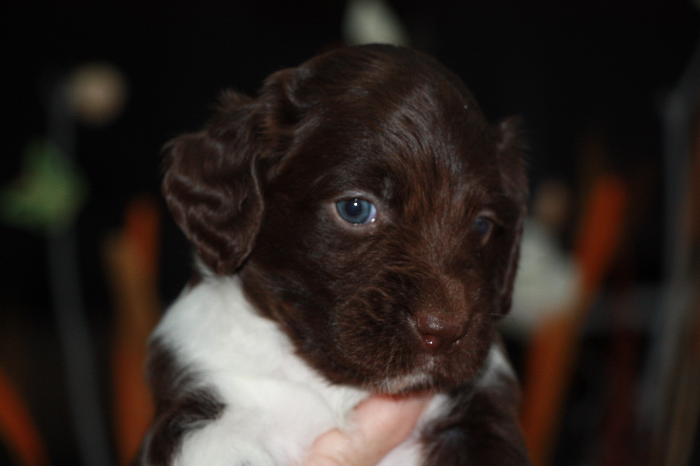 Chiot N°3