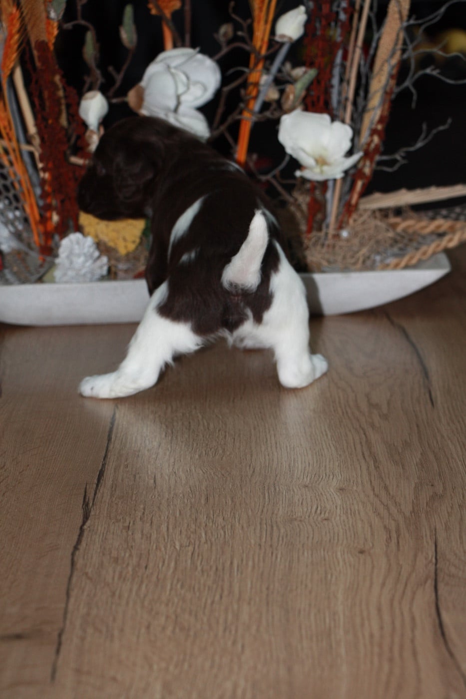Chiot N°3