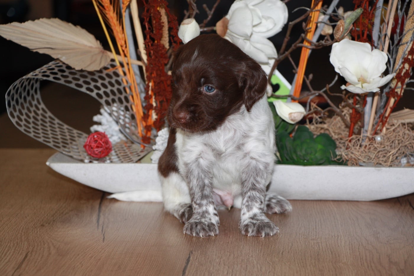 Chiot N°4