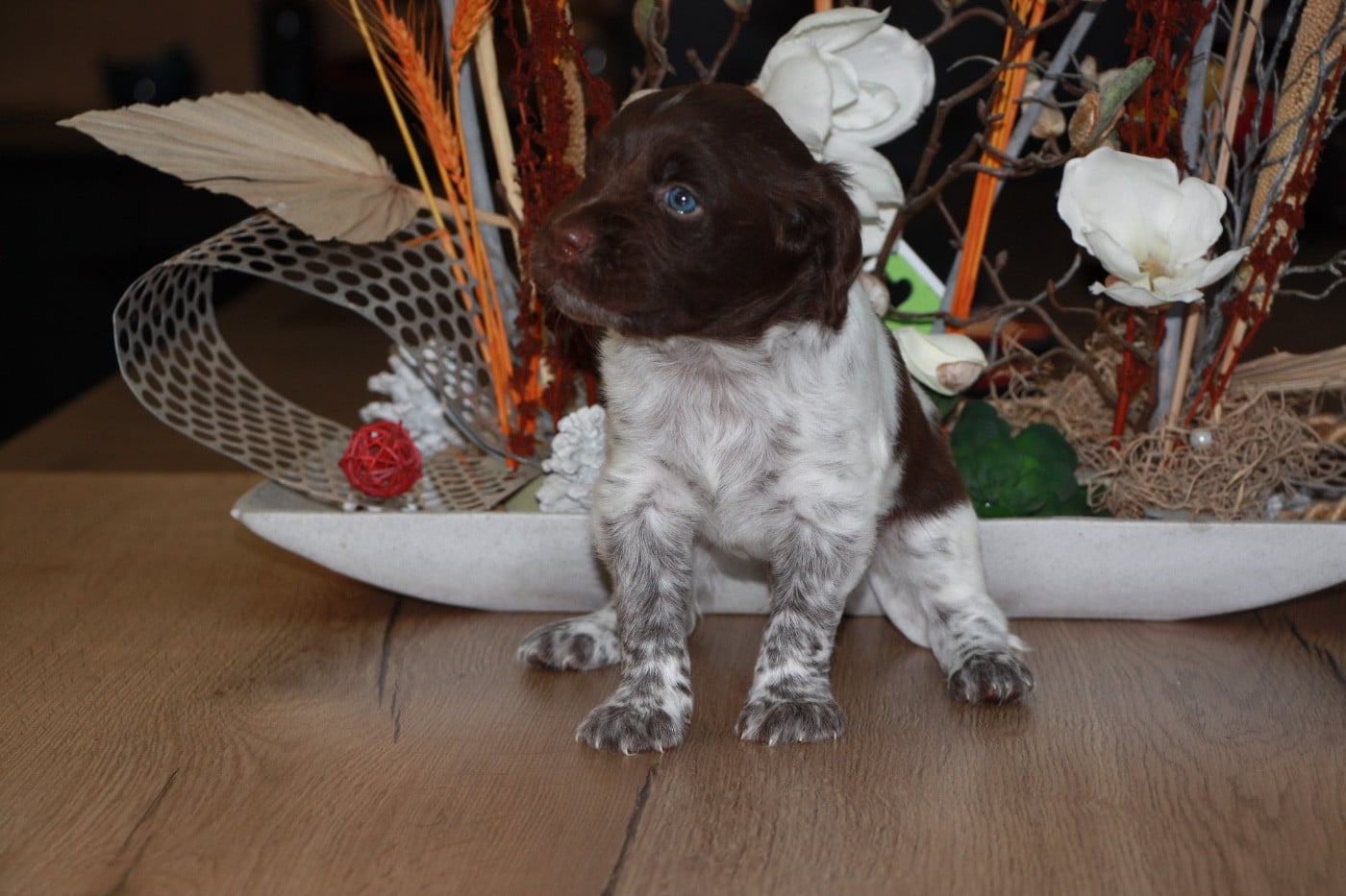 Chiot N°4