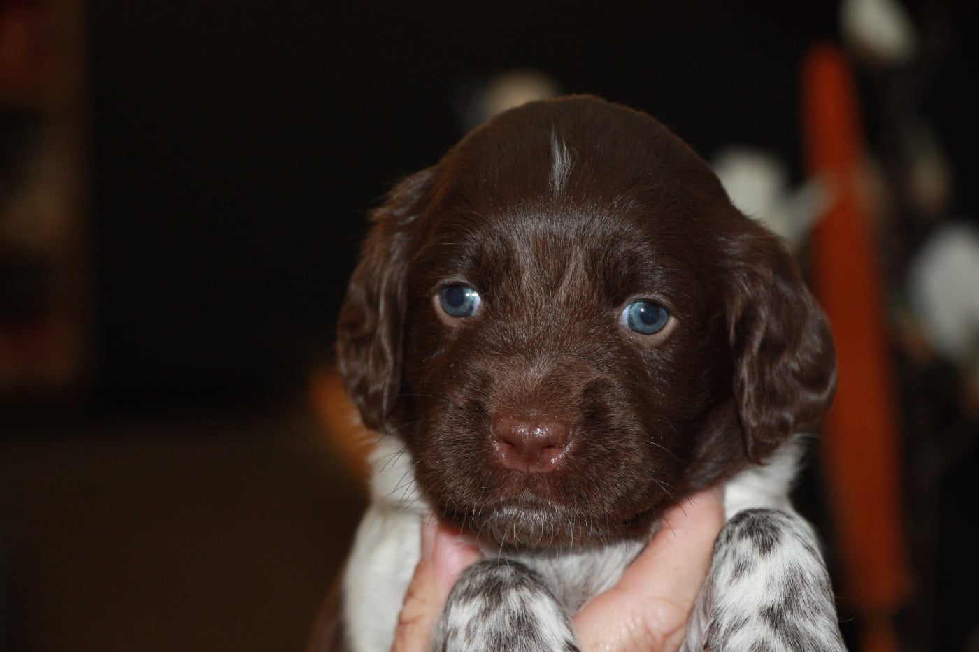 Chiot N°4