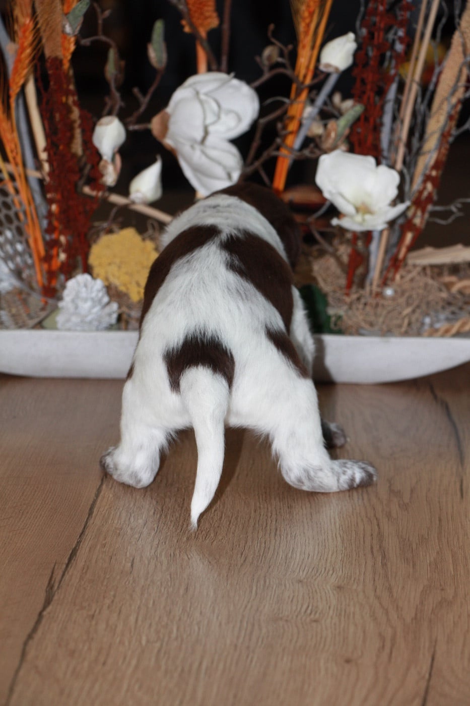 Chiot N°4