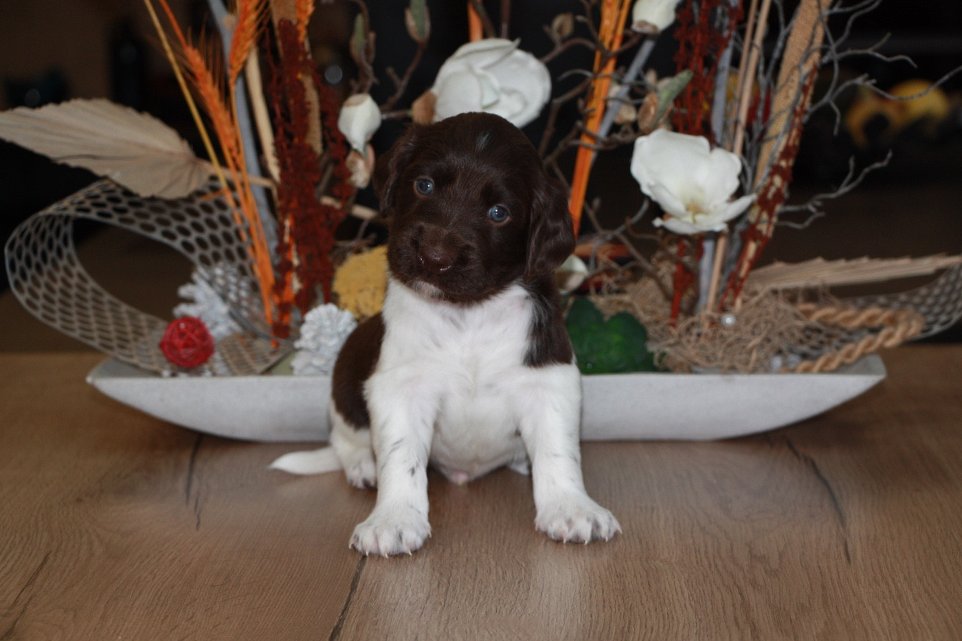 Chiot N°5