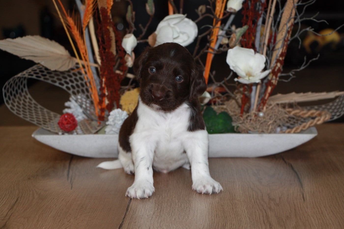Chiot N°5
