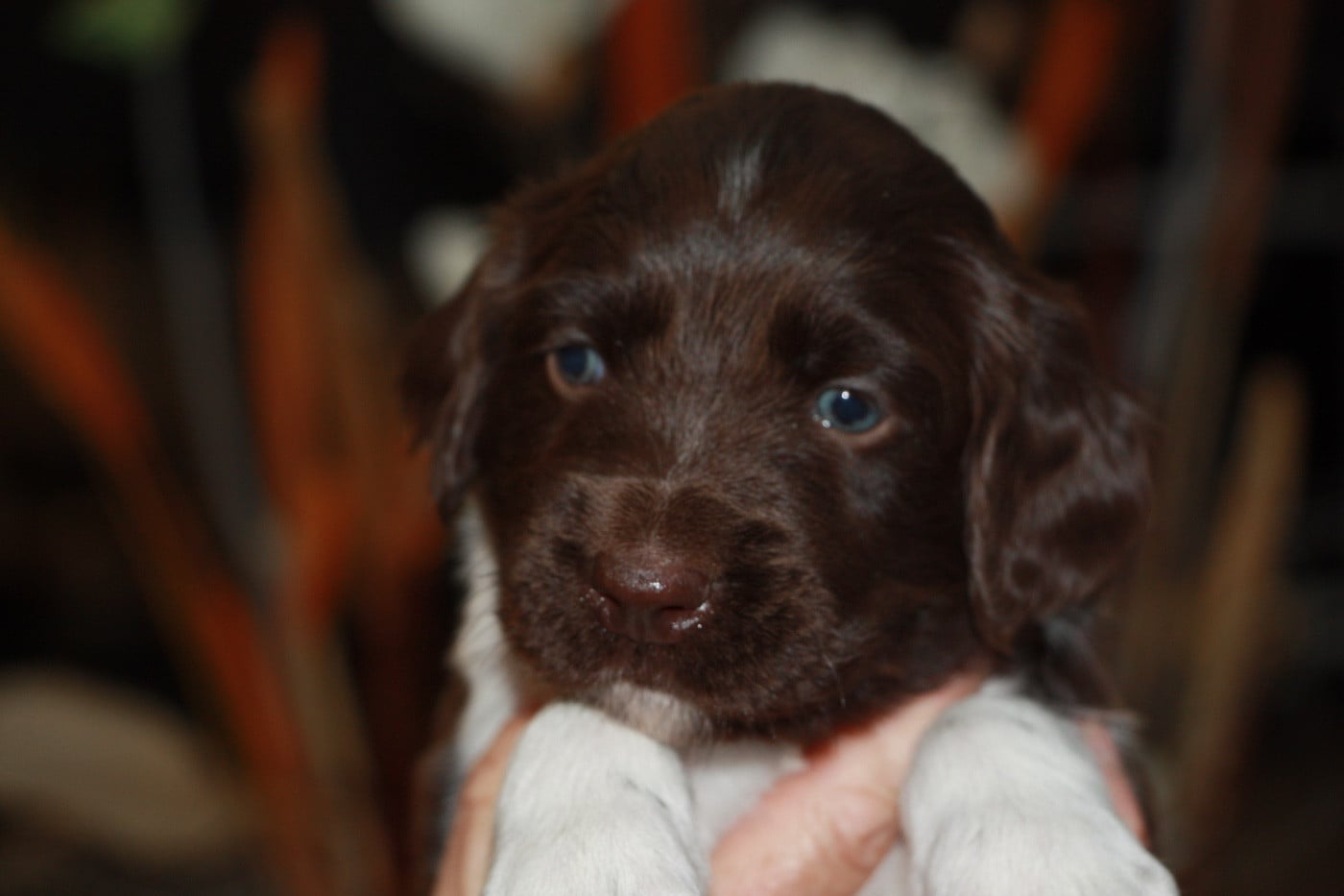 Chiot N°5
