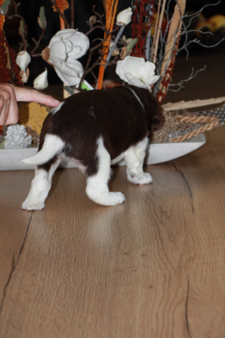Chiot N°5