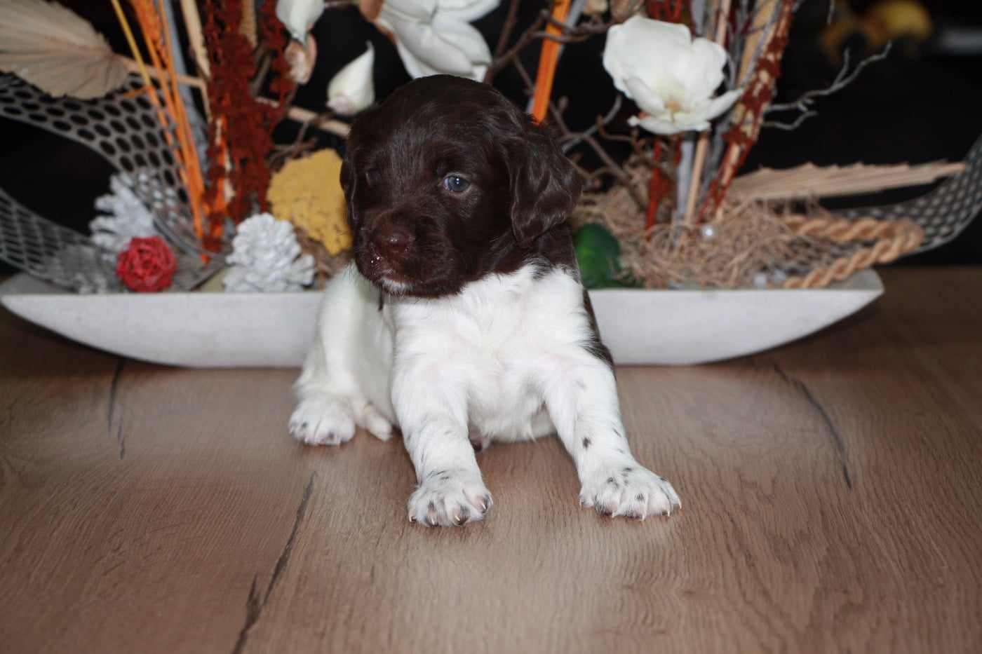 Chiot N°6