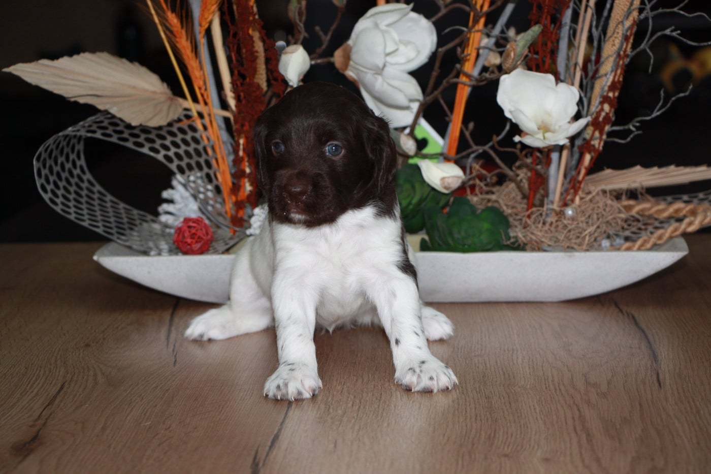 Chiot N°6