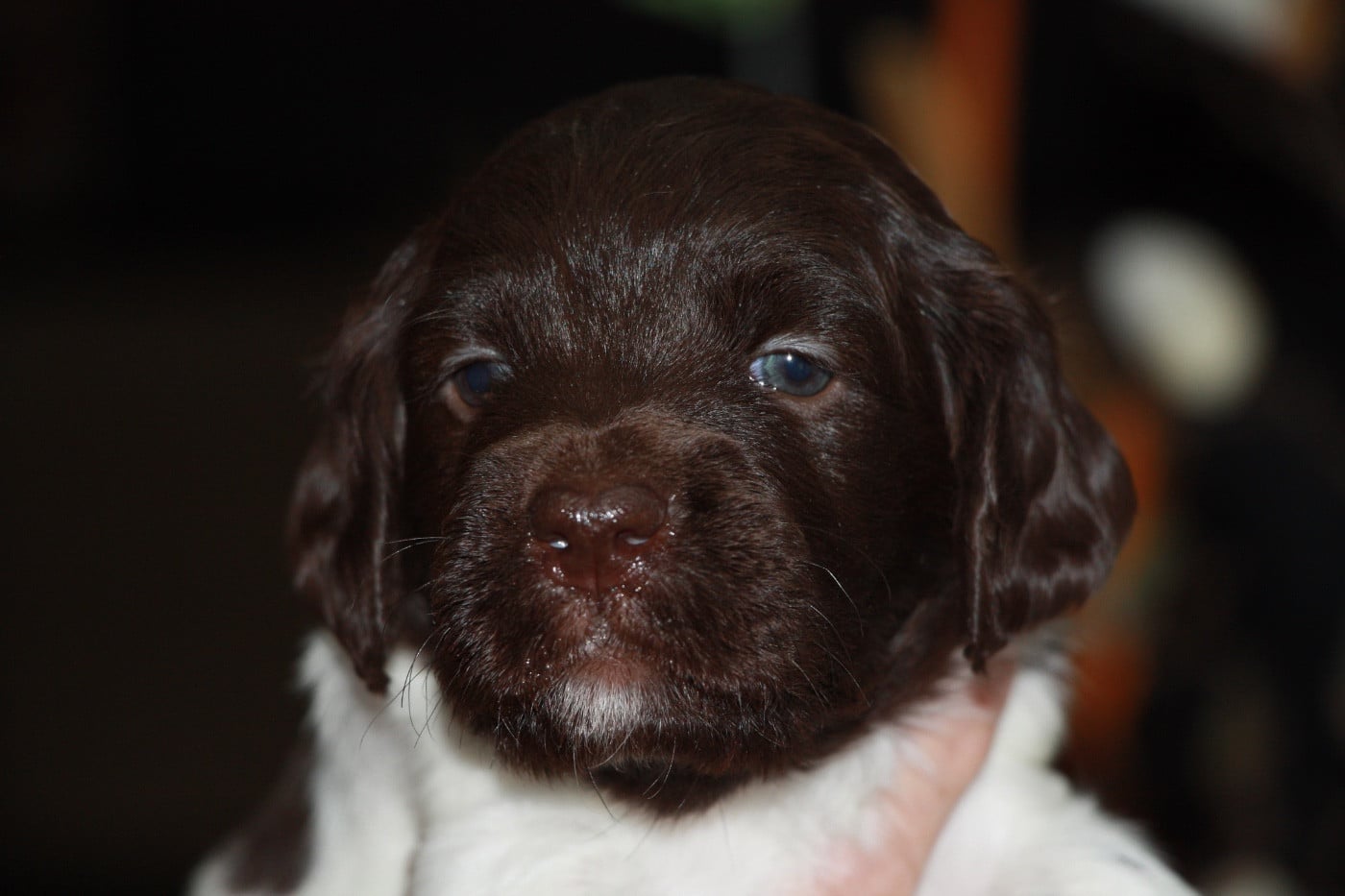 Chiot N°6