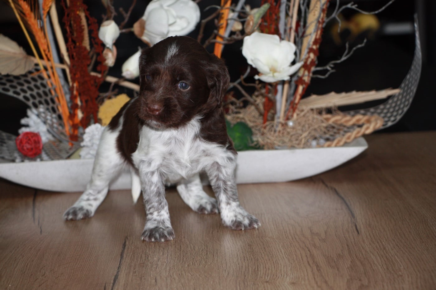 Chiot N°7