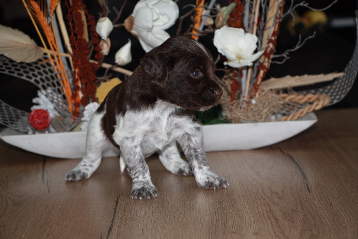 Chiot N°7