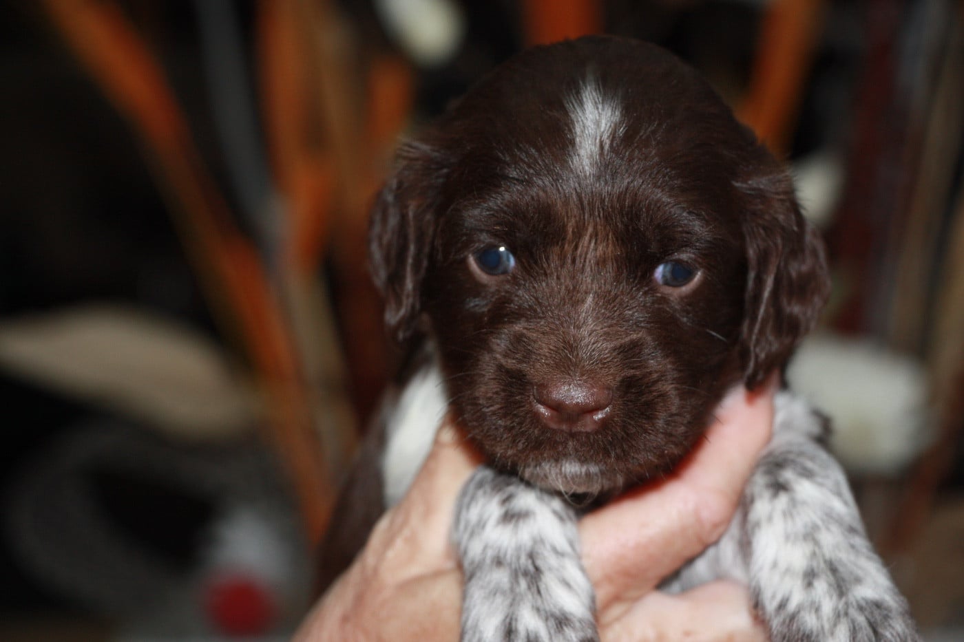 Chiot N°7