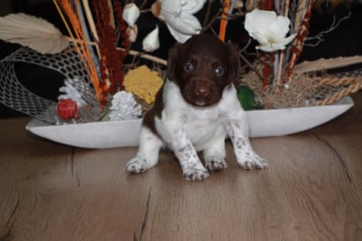 Les chiots de Petit Epagneul de Münster